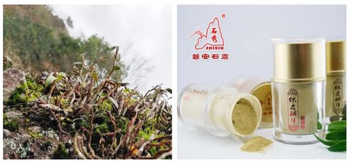 磐安中药材的战 疫 故事 铁皮石斛篇